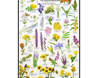 May include: A colourful poster featuring illustrations of Oklahoma wildflowers. The poster includes the title "Oklahoma Wildflowers" and the subtitle "Native Prairie Blooms". The poster is from "Where's Wildlife".