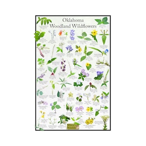 Póster de flores silvestres de Oklahoma Woodland / Guía de campo de identificación de flores nativas / Proporciona identificación con imagen para flores en bosques y bosques