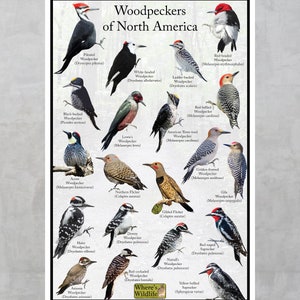 Puede incluir: Una gu&iacute;a ilustrada colorida de los p&aacute;jaros carpinteros de Am&eacute;rica del Norte. La gu&iacute;a presenta im&aacute;genes de 16 especies diferentes de p&aacute;jaros carpinteros, con sus nombres comunes y cient&iacute;ficos enumerados debajo de cada imagen.
