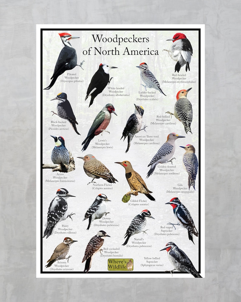 Puede incluir: Una gu&iacute;a ilustrada colorida de los p&aacute;jaros carpinteros de Am&eacute;rica del Norte. La gu&iacute;a presenta im&aacute;genes de 16 especies diferentes de p&aacute;jaros carpinteros, con sus nombres comunes y cient&iacute;ficos enumerados debajo de cada imagen.