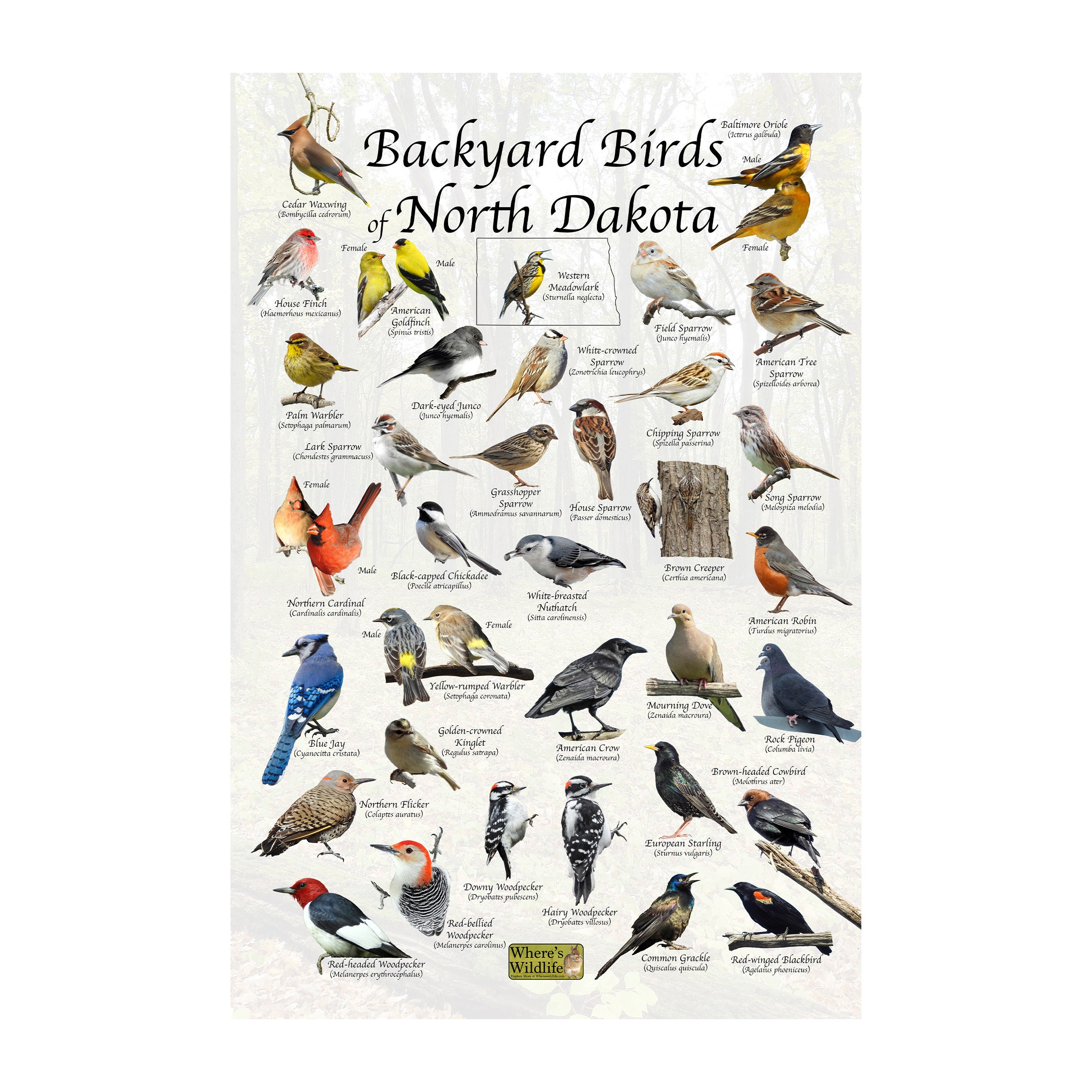 Backyard Birds of North Dakota Bird Identification Poster / Bird