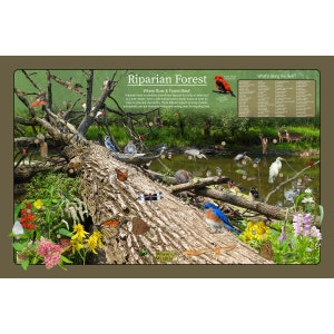Cartel de la naturaleza educativa del bosque ribereño / Cartel de la vida silvestre de los niños divertidos / Hábitat de humedales del bosque, flores, pájaros y animales
