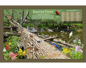 May include: An illustration depicting a riparian forest ecosystem. The image shows a variety of wildlife, including birds, butterflies, deer, and a turtle, along with a river and a fallen log. The text "Riparian Forest" and "Where River & Forest Meet!" is displayed at the top of the image. The text "What's along the river?" is displayed on the right side of the image. The text "Where's Wildlife" is displayed at the bottom of the image.