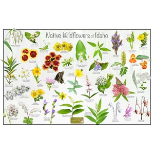 Native Wildflowers of Idaho / State Flower Field Guide Poster Providing Picture Identification, Name, and Bloom Time / Flower ID Poster