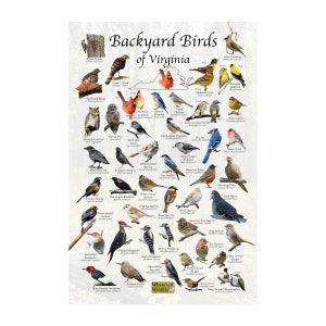 Backyard Birds of Virginia Bird Identification Poster / Bird Field Guide / Bird Watching Nature Poster