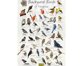 Backyard Birds of Virginia Bird Identification Poster / Bird Field Guide / Bird Watching Nature Poster