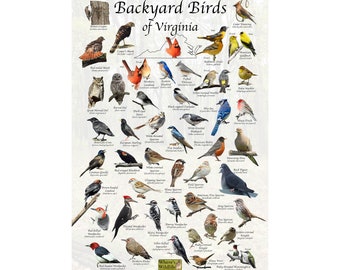 Backyard Birds of Virginia Bird Identification Poster / Bird Field Guide / Bird Watching Nature Poster