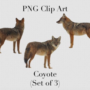 Posierende Coyote Animal Clip Art (3er Set) PNG Clipart mit transparentem Hintergrund Photoshop Overlays. Werbung, Bildung, Schule, etc