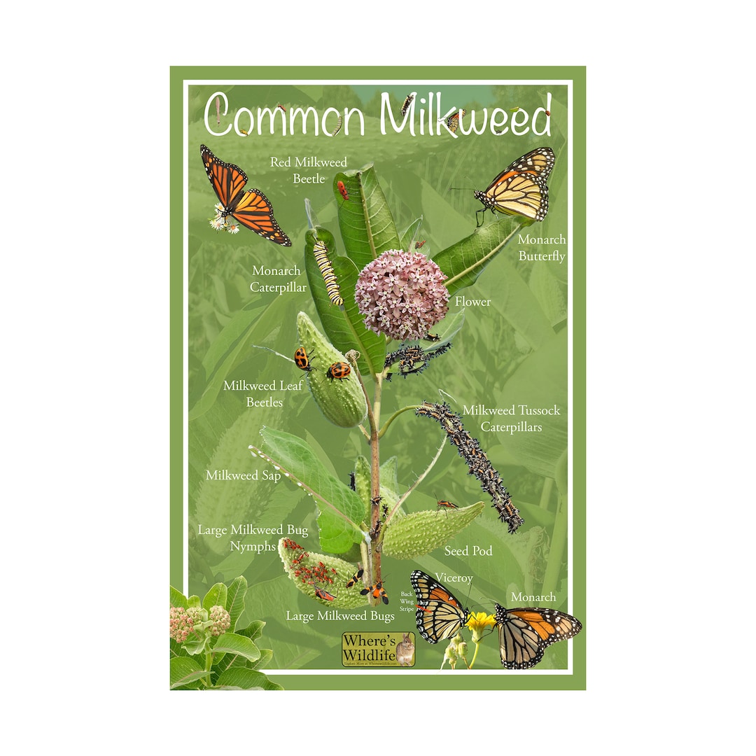 Common Milkweed Nature Poster / Fun, Educational Poster Plant Poster ...