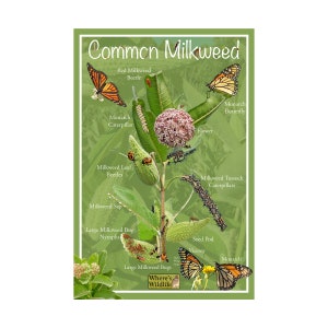 Póster de la naturaleza de la algodoncillo común / Póster divertido y educativo Póster de plantas / Partes de la planta de algodoncillo e identificación de la mariposa monarca / Pradera