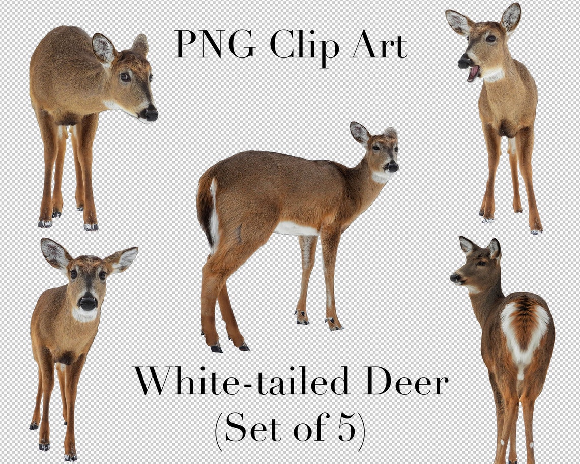 White Tailed Deer Animal Clip Art set of 5 PNG Clipart With - Etsy