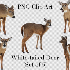 5er Set Png Clipart mit transparentem Hintergrund Photoshop Overlays. Werbung, Bildung, Schule, etc