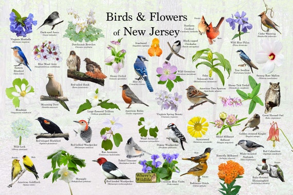 Buy Birds and Flowers of New Jersey / State Flower & Bird Guide Online in India - Etsy Buy Birds and Flowers of New Jersey / State Flower & Bird Guide Online in India - Etsy