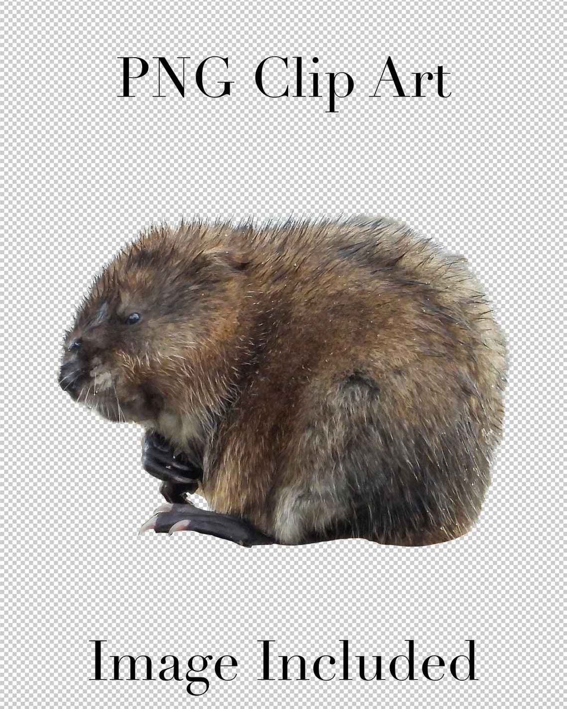 Muskrat Aquatic Animal Clip Art set of 5 PNG Clipart With Etsy