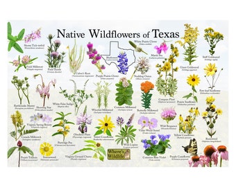 May include: A colorful poster featuring an illustration of the state of Texas with the text "Native Wildflowers of Texas". The poster showcases 30 different types of wildflowers native to Texas, with their common and scientific names listed below each illustration.