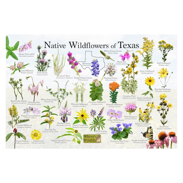 Native Wildflowers of Texas / State Flower Field Guide / Common Wildflower Identification Print / Flower Photo ID Poster/ Nature Lover Gift