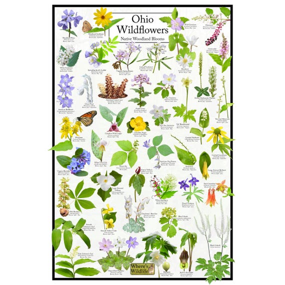 Ohio Wildflowers - Native Woodland Blooms Poster | Ohio's Woodland