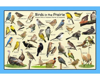 Birds of New Jersey Backyard Birding Identification Picture Print ...