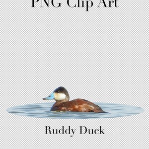 K&ouml;nnte beinhalten: Ein Rostgans mit blauem Schnabel und einem wei&szlig;en Fleck auf dem Kopf schwimmt in einem Gew&auml;sser. Die Gans ist braun und wei&szlig;. Das Bild enth&auml;lt den Text "Ruddy Duck" und "Image Included".