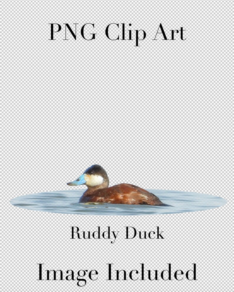 K&ouml;nnte beinhalten: Ein Rostgans mit blauem Schnabel und einem wei&szlig;en Fleck auf dem Kopf schwimmt in einem Gew&auml;sser. Die Gans ist braun und wei&szlig;. Das Bild enth&auml;lt den Text "Ruddy Duck" und "Image Included".