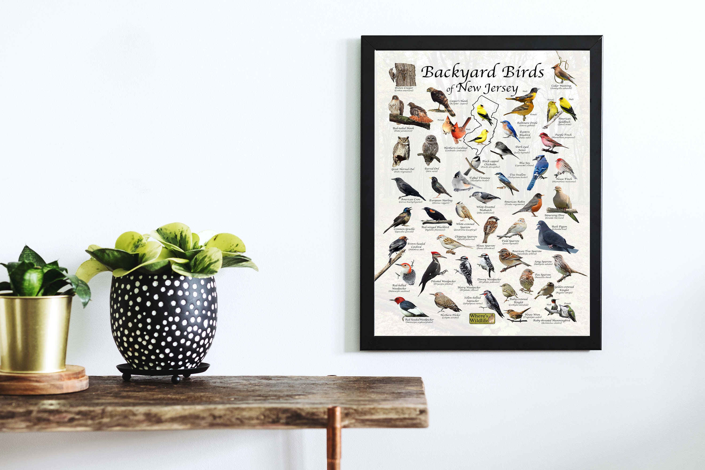Birds of New Jersey Backyard Bird Identification Poster / Field Guide ...