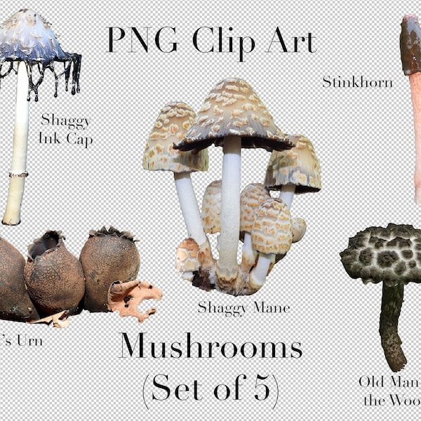 Mushrooms of North America Nature Clip Art (Set of 5) PNG Clipart with transparent background Photoshop Overlays. Shaggy Ink Cap, Stinkhorn,