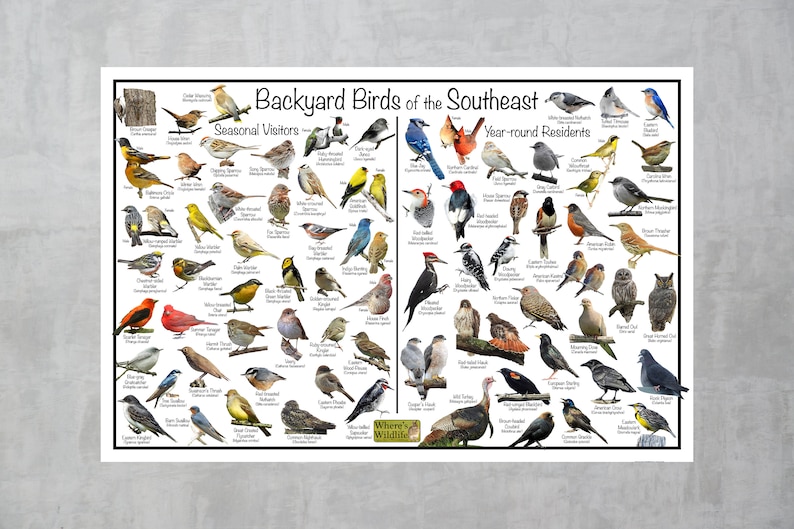 Backyard Birds of the Southeast Bird Identification Poster Divided Into ...