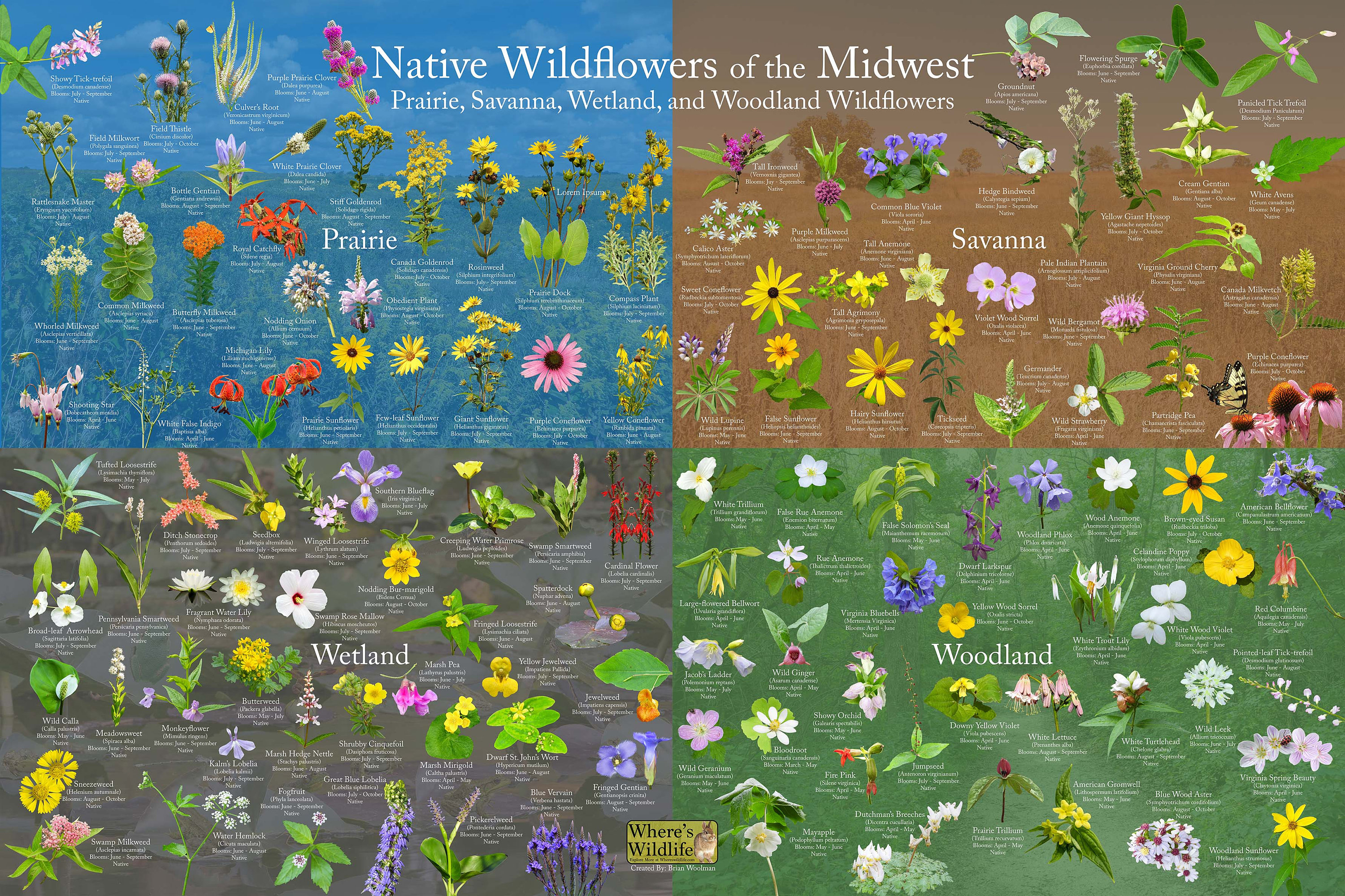Native Wildflowers of the Midwest / Plant and Flower
