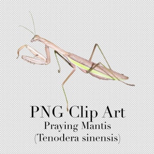 Praying Mantis (Tenodera sinensis) Insect Clip Art / Chinese Mantis PNG Clipart /  / Bug Cutouts / Photoshop Overlays / Scrapbooking, etc.