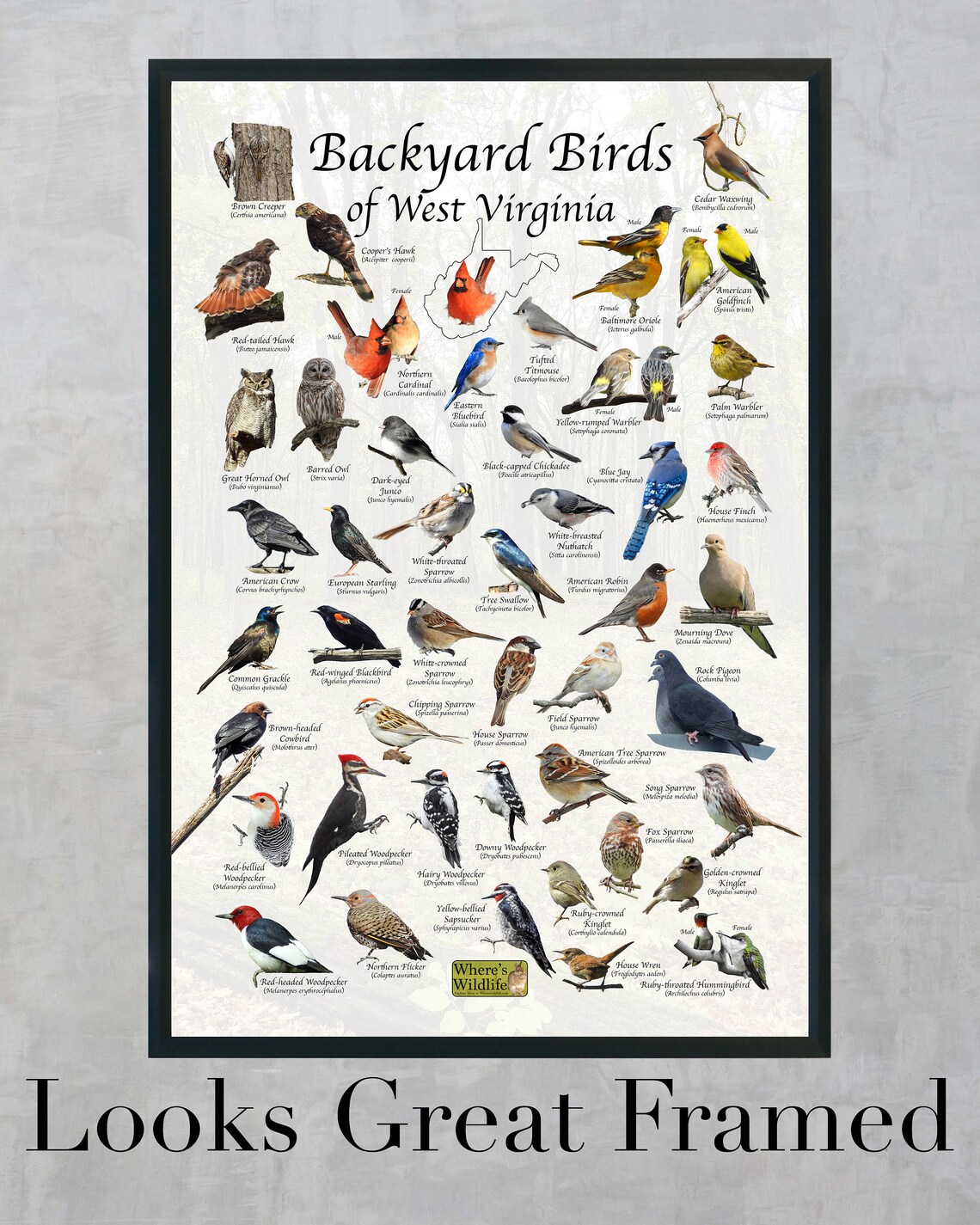 Backyard Birds of West Virginia Bird Identification Poster / Etsy