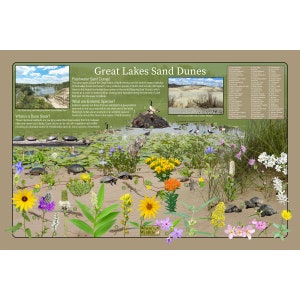 Póster de la naturaleza educativa de las dunas de arena de los Grandes Lagos que destaca las flores silvestres y la vida silvestre alrededor de la región de los Grandes Lagos / Póster de la naturaleza de los niños
