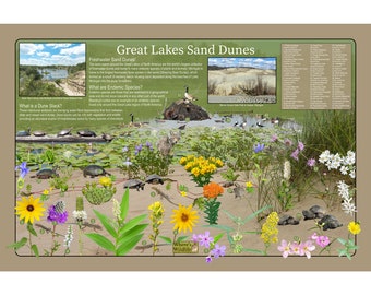 May include: An illustrated guide to the Great Lakes Sand Dunes, featuring a variety of plants and animals found in the region. The guide includes a map of the dunes, as well as descriptions of the different species of plants and animals that live there. The guide also includes information about the importance of the dunes as a habitat for wildlife.