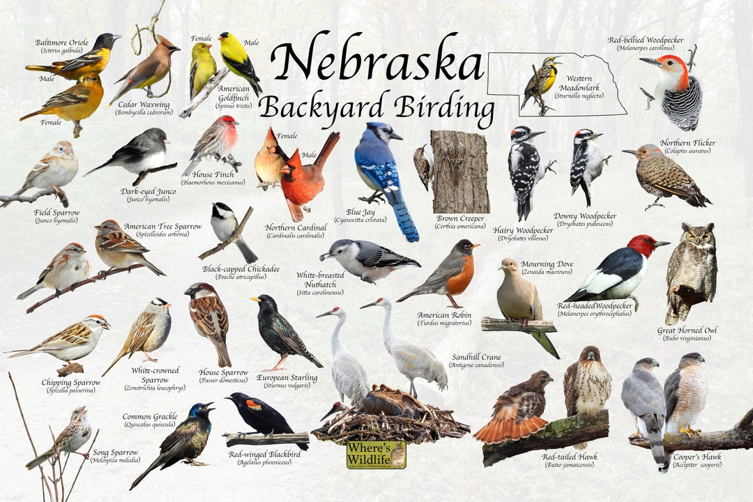 Birds of Nebraska Backyard Birding Identification Picture Print / Great