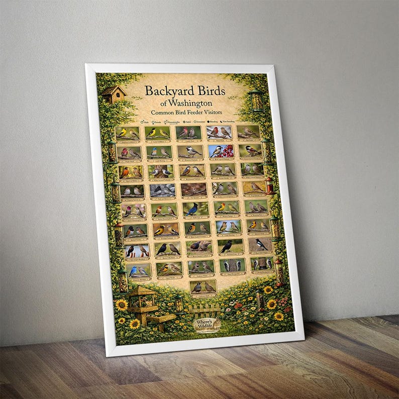 Washington Backyard Birds Poster | Common Feeder Bird Identification ...