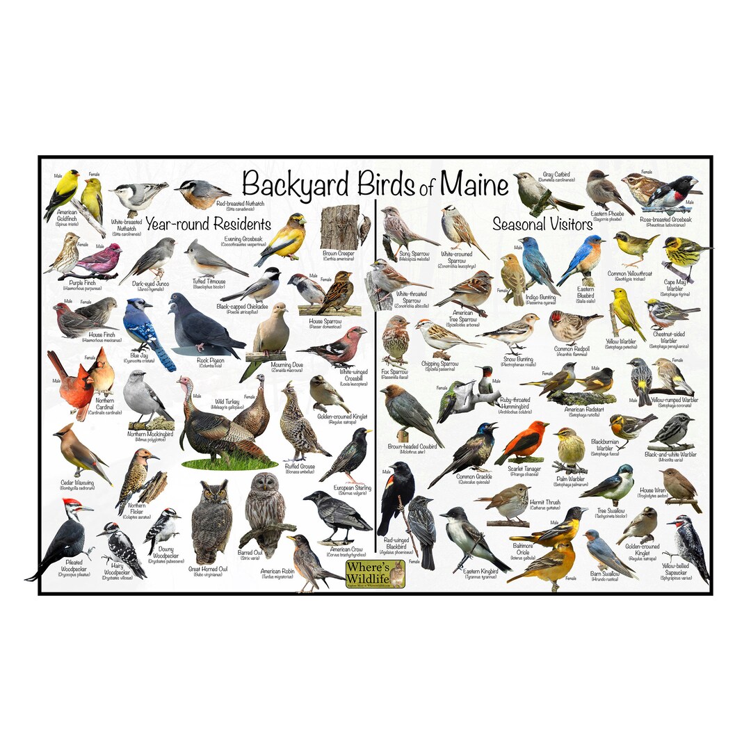 Backyard Birds of Maine Bird Identification Poster Divided Into Year