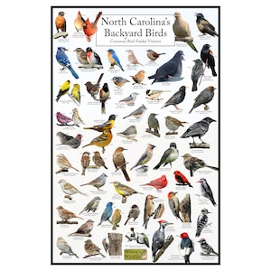 Afiche de aves del patio trasero de Carolina del Norte: gráfico de observación de aves de Carolina del Norte que destaca las aves en su comedero para pájaros: guía educativa sobre aves