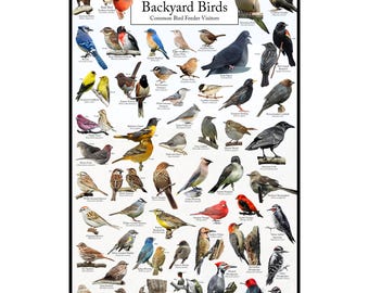 North Carolina's Backyard Birds Poster - North Carolina Bird Watching Chart Highlighting Birds At Your Bird Feeder - Educational Bird Guide