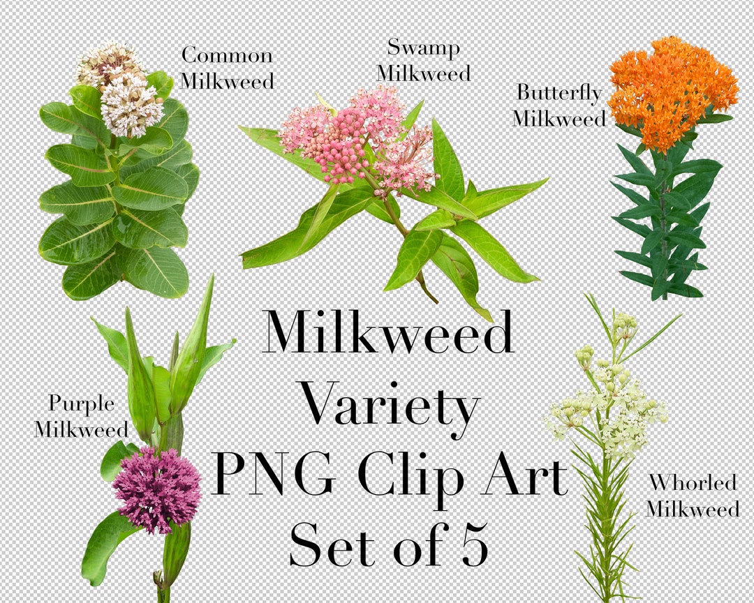 Milkweed Plant Illustration