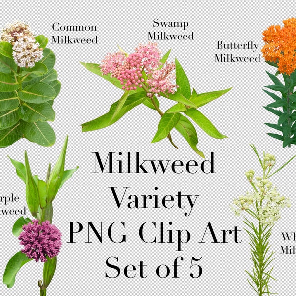 Native Milkweeds of North America (Set of 5) PNG Clipart with transparent background Photoshop Overlays for Advertising, Education, School,