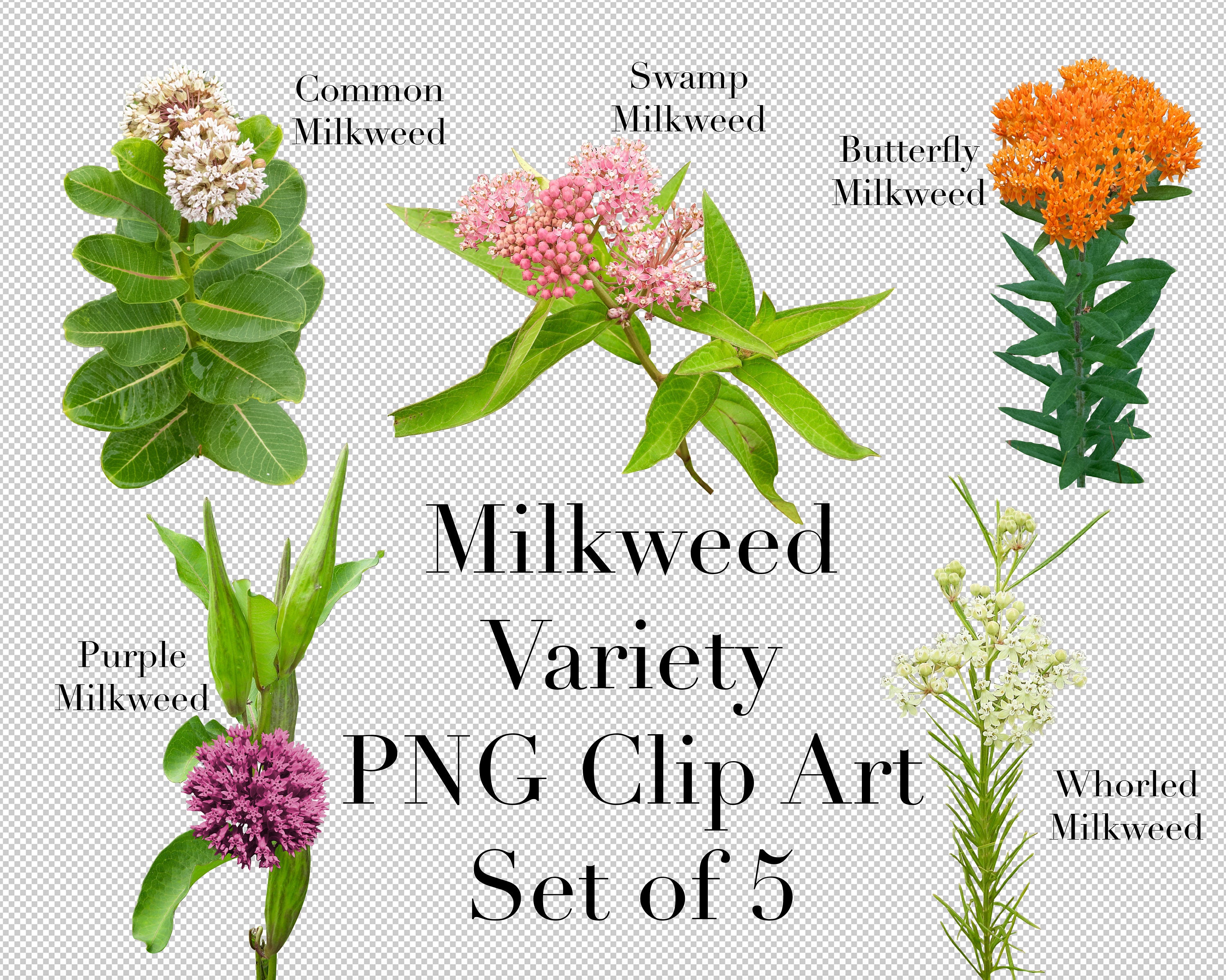 Free Clipart Milkweed Plants