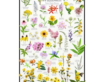 Indiana Wildflowers - Native Prairie Blooms Poster | Indiana's Prairie Flowers Chart | Botanical Wall Art | Nature-Inspired Home Decor