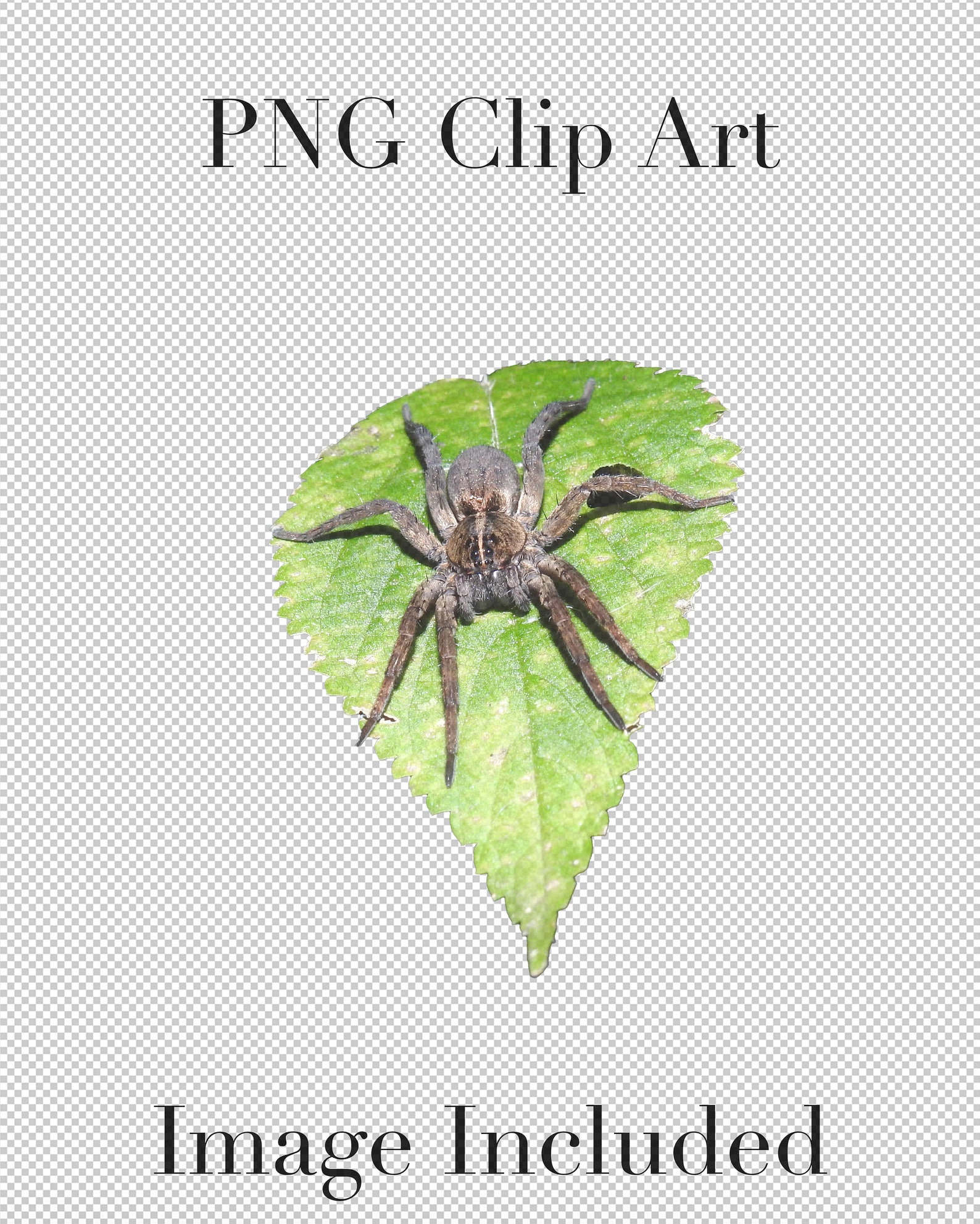 Creepy Crawly Spiders Clip Art set of 5 PNG Clipart With - Etsy