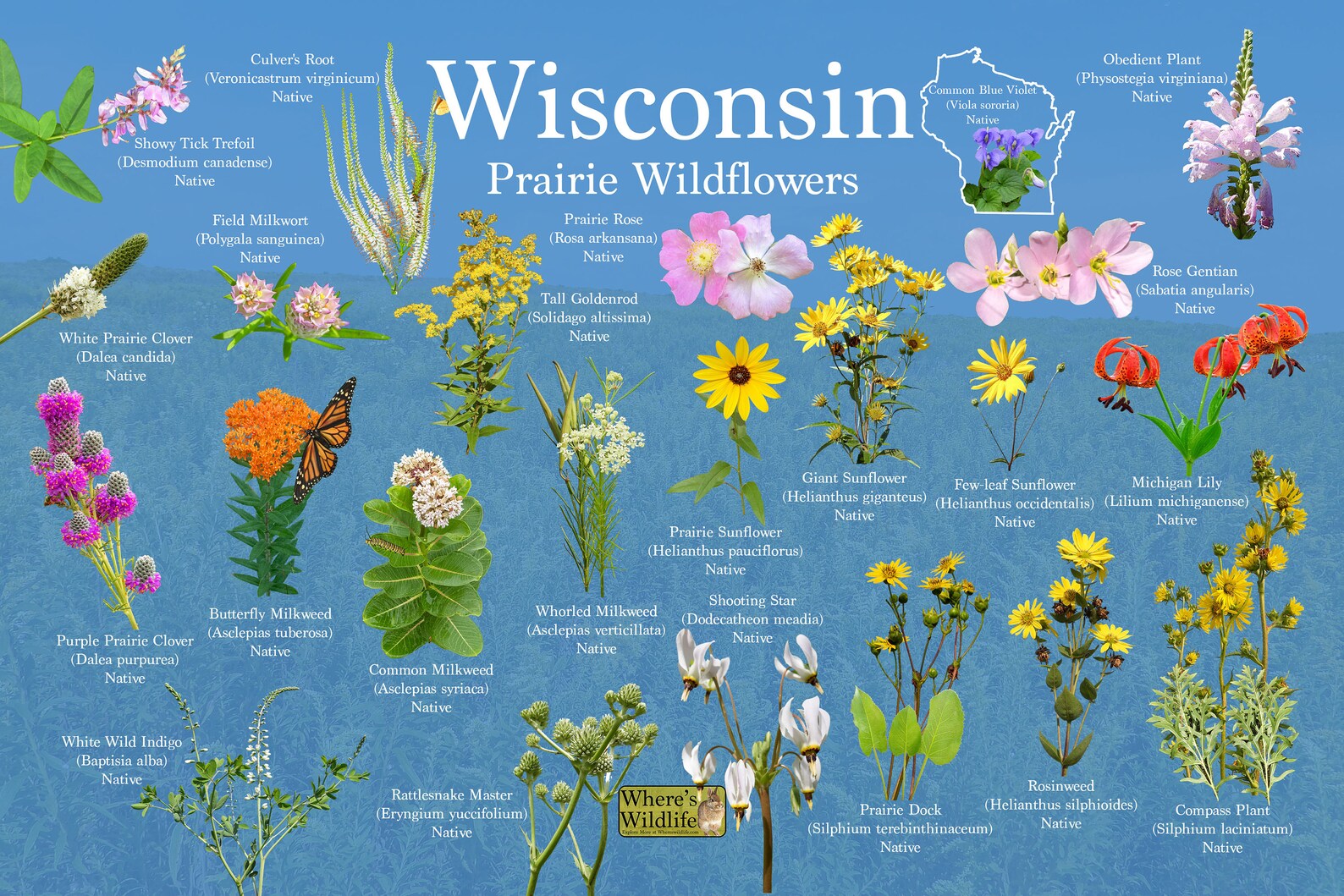 Prairie Wildflowers of Wisconsin / State Flower Guide Etsy