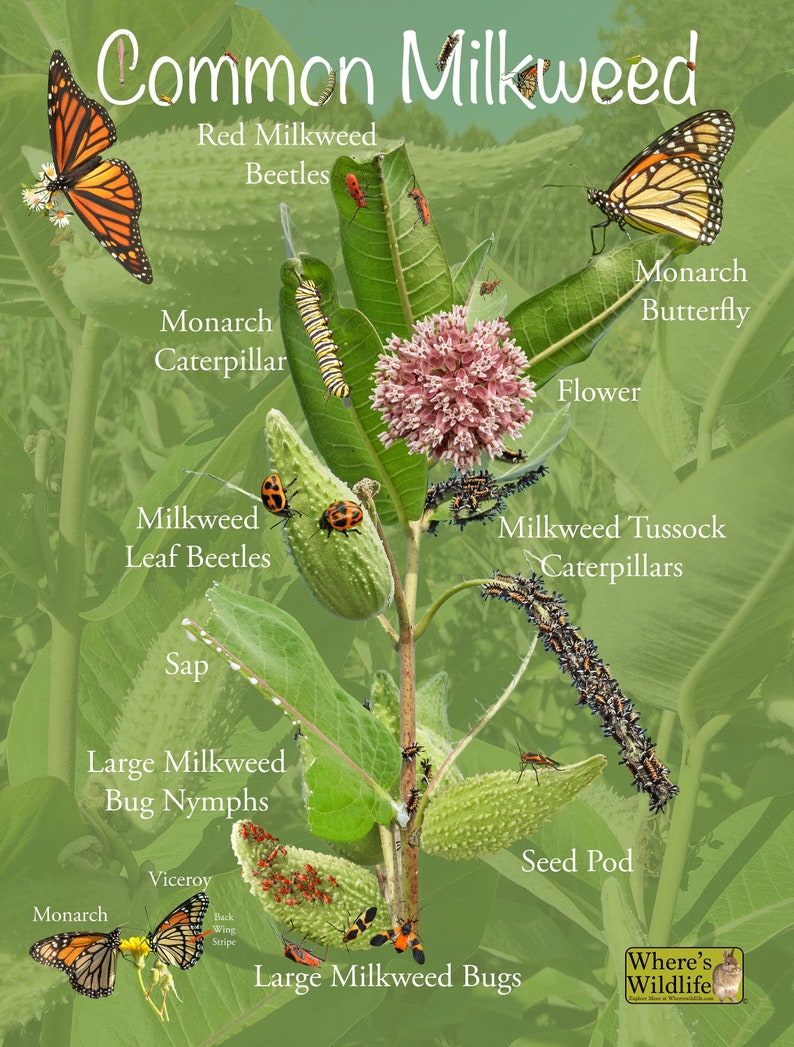 Common Milkweed Poster with Fun & Educational Pictures. Insect Identification, Monarch Butterfly, and Plant Parts. Prairie Nature Poster image 1