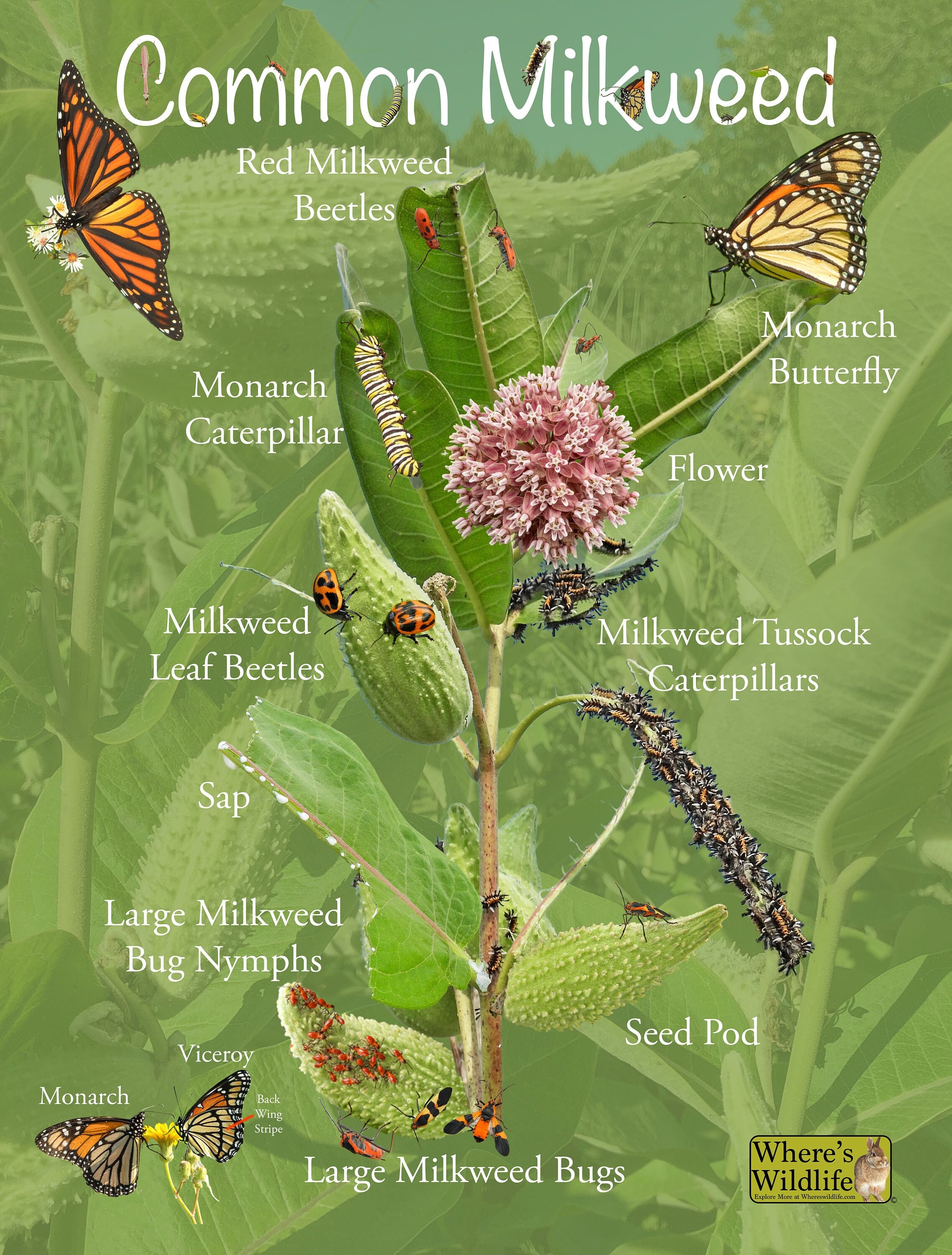 monarch butterflies on milkweed