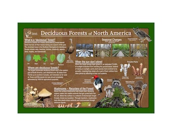 May include: An illustrated educational poster about deciduous forests in North America. The poster features a map showing the location of deciduous forests, a diagram of the forest canopy layers, and a section on the role of mushrooms in the forest ecosystem. The poster also includes images of various animals and plants found in deciduous forests, such as a wild turkey, a red-headed woodpecker, a raccoon, a white-tailed deer, and a variety of mushrooms.