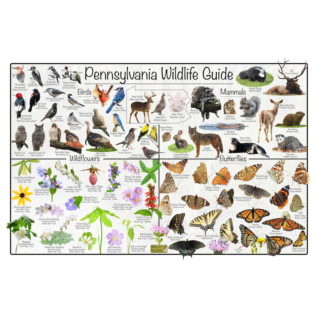 Pennsylvania Wildlife Guide / Id's State Birds, Mammals, Wildflowers ...