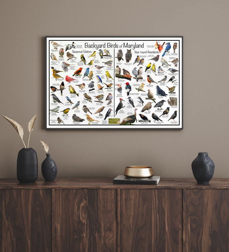 Backyard Birds of Maryland Bird Identification Poster / Divided Into ...