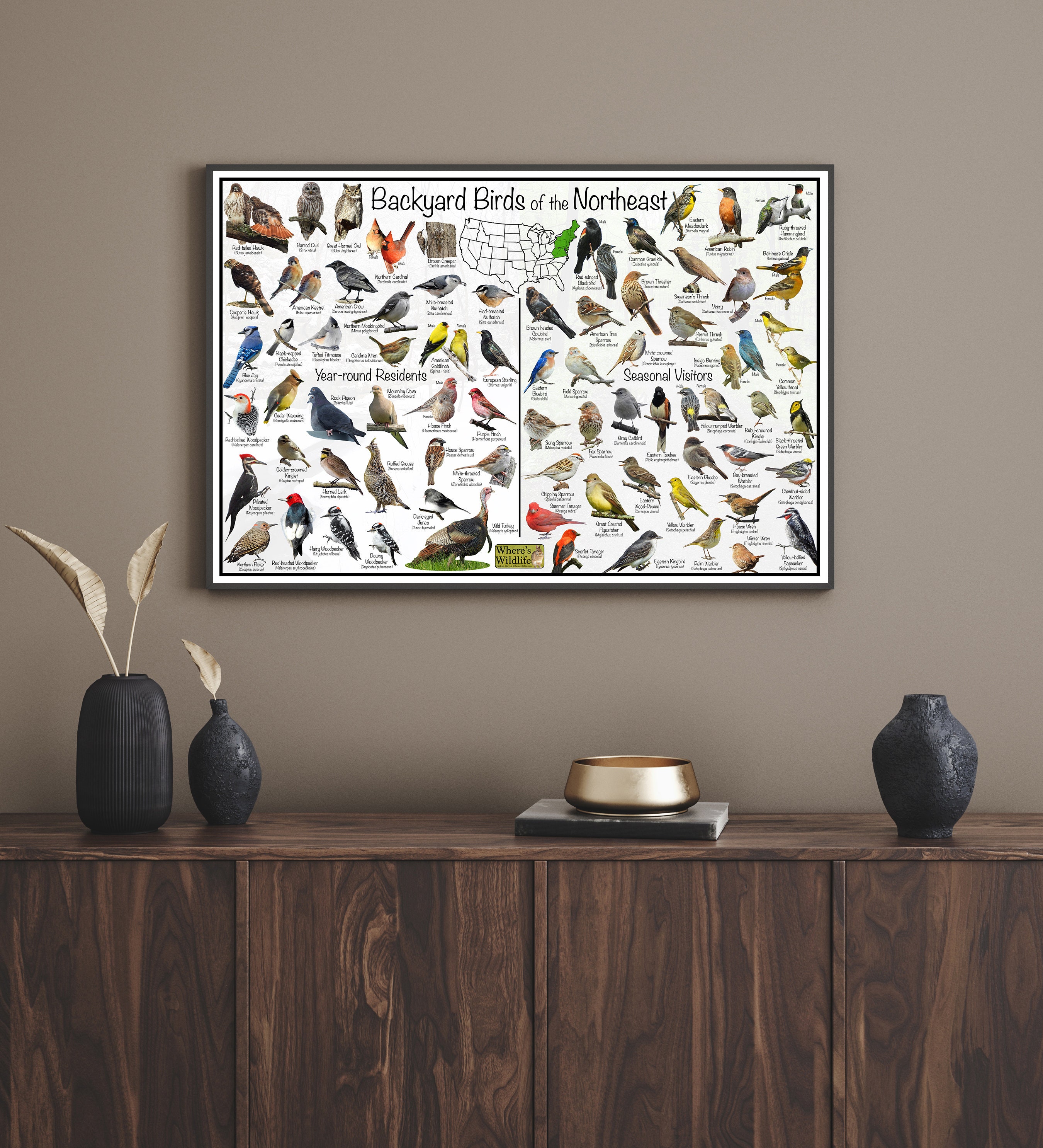Backyard Birds of the Northeast Bird Identification Poster Divided Into ...