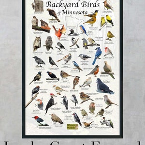 Backyard Birds of Minnesota Bird Identification Poster - Etsy